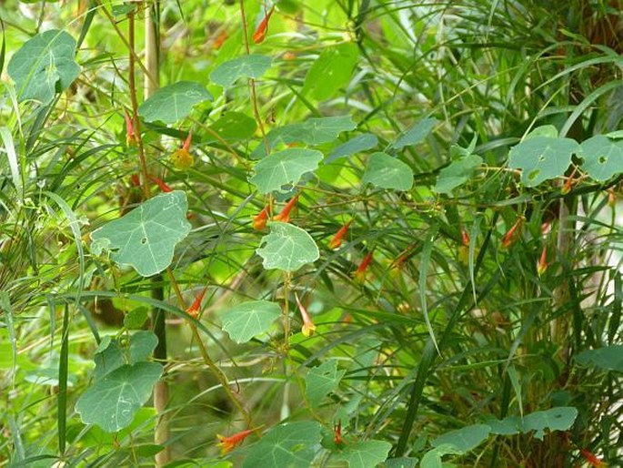 TROPAEOLUM EMARGINATUM Turcz. - lichořeřišnice / kapucínka