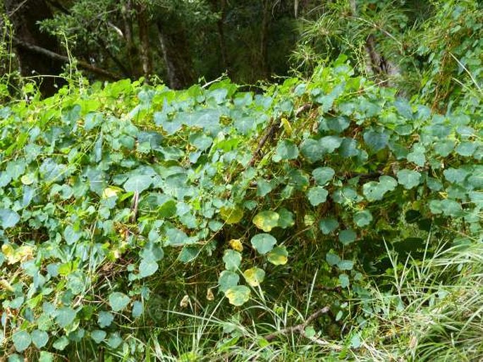 Tropaeolum emarginatum