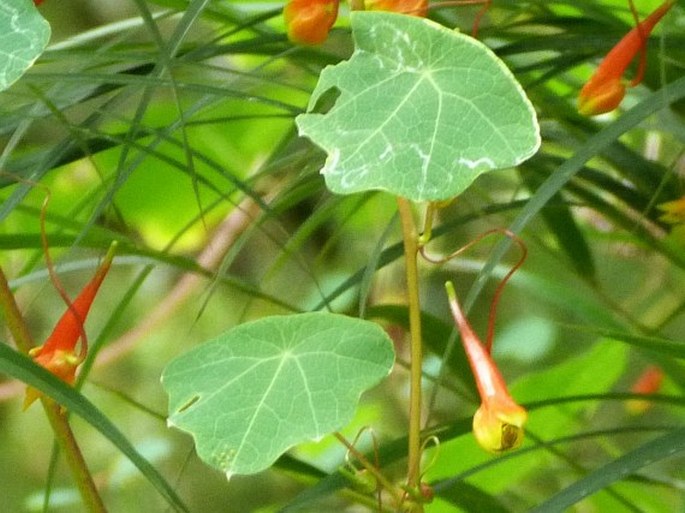 Tropaeolum emarginatum