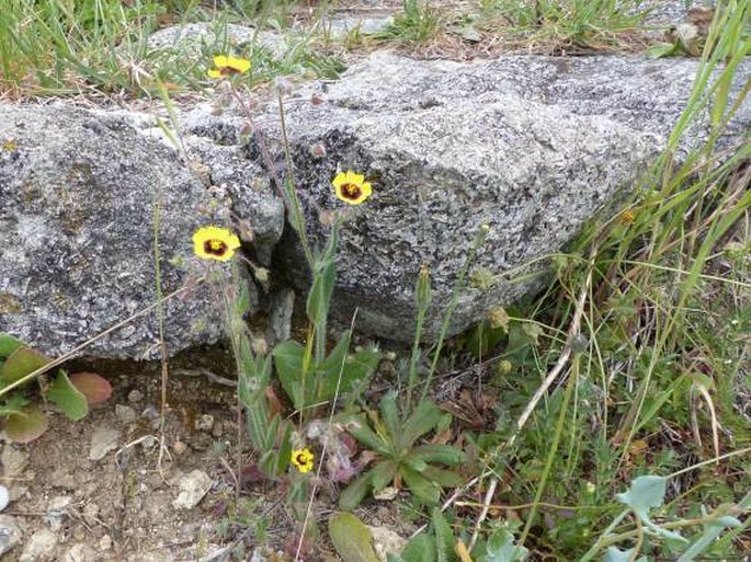 Tuberaria guttata