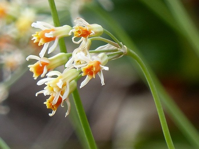 Tulbaghia leucantha