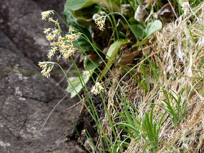 Tulbaghia leucantha