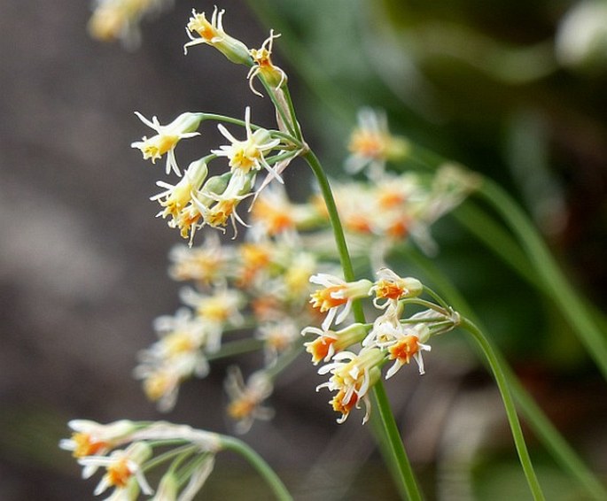 TULBAGHIA LEUCANTHA Baker – věncolusk