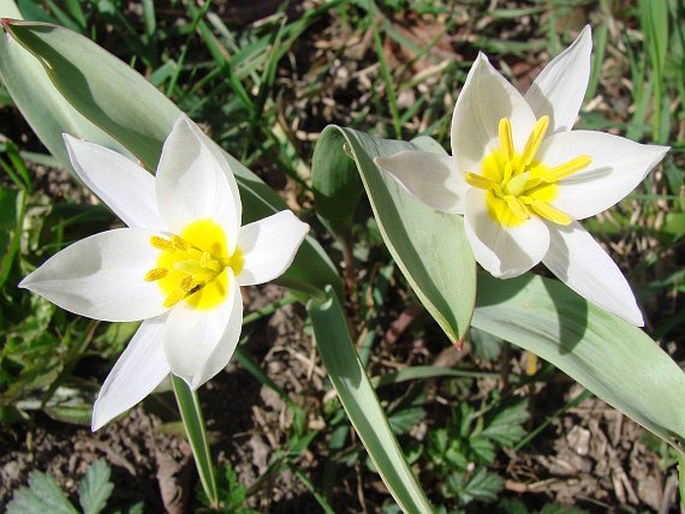 TULIPA BIFLORA Pall.