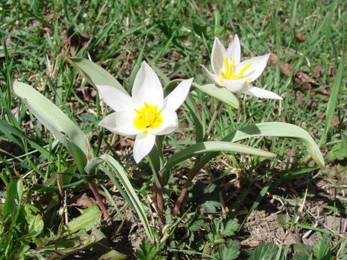 Tulipa biflora