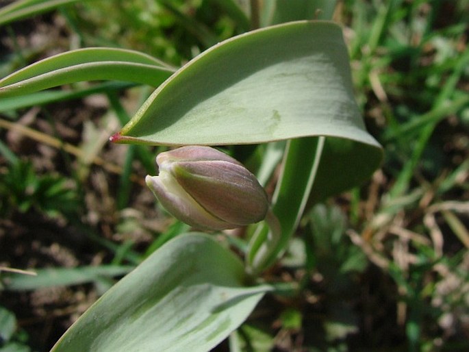 Tulipa biflora