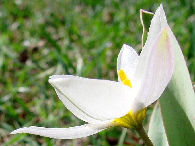 Tulipa biflora