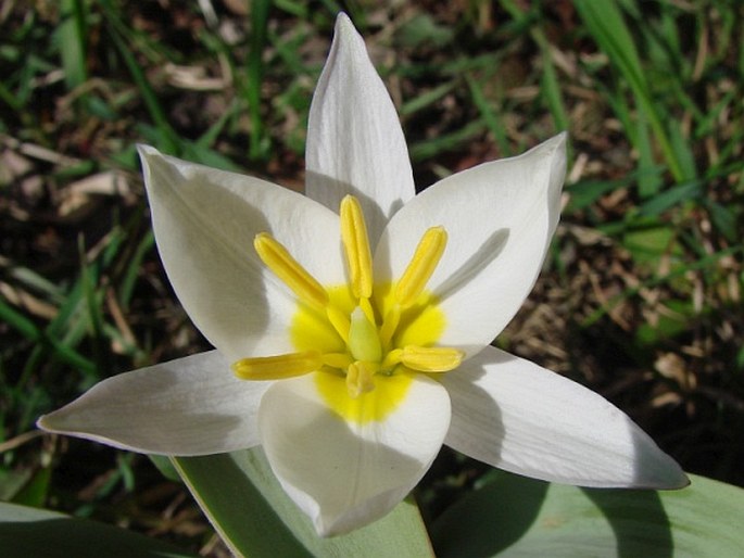 Tulipa biflora