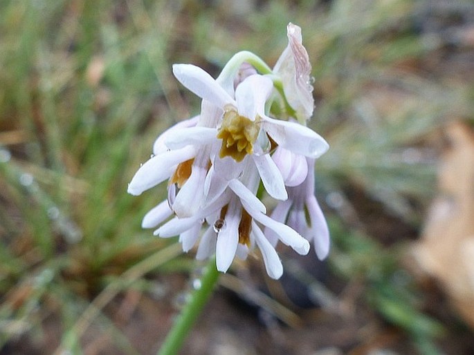 TULBAGHIA NATALENSIS Baker – věncolusk