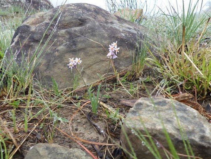 Tulbaghia natalensis