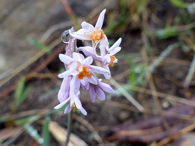 Tulbaghia natalensis