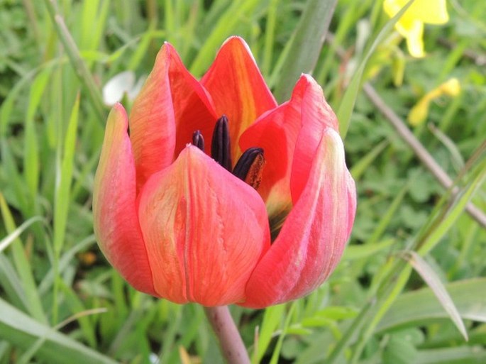 Tulipa orphanidea subsp. doerfleri