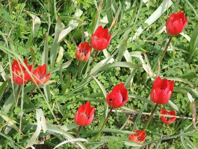 Tulipa orphanidea subsp. doerfleri