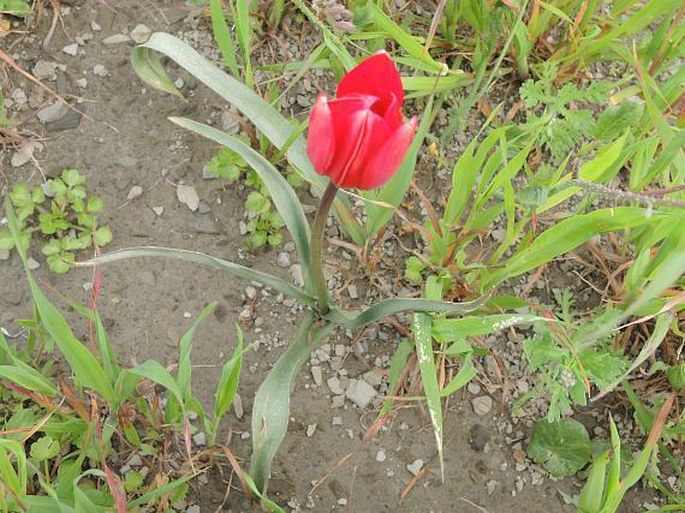 Tulipa orphanidea subsp. doerfleri