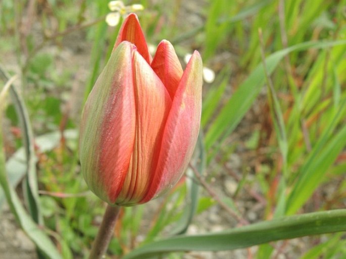 Tulipa orphanidea subsp. doerfleri