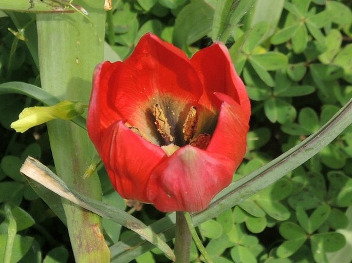 TULIPA ORPHANIDEA Boiss. ex Heldr. – tulipán