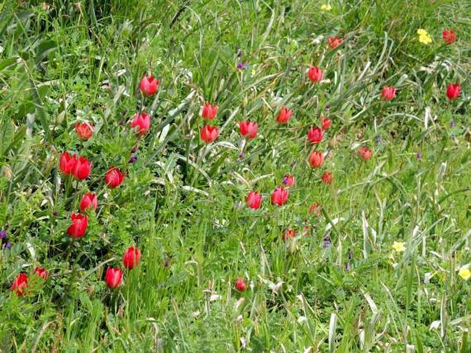 Tulipa orphanidea subsp. doerfleri