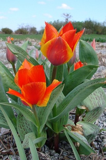 Tulipa greigii