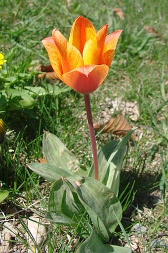 Tulipa greigii