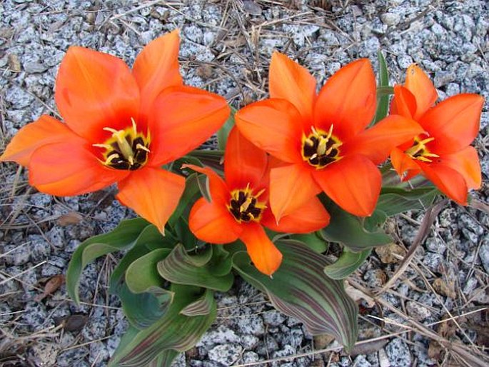 Tulipa greigii