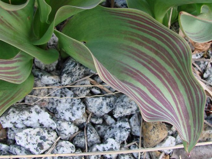 Tulipa greigii