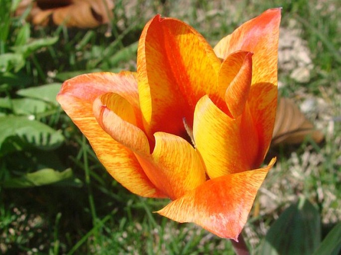 Tulipa greigii