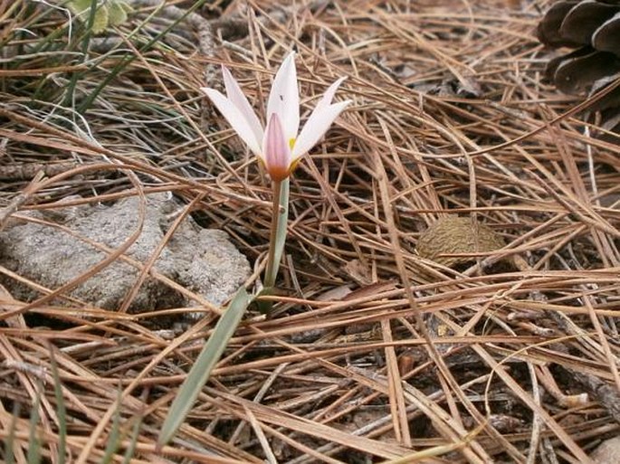 TULIPA CRETICA Boiss. et Heldr. – tulipán