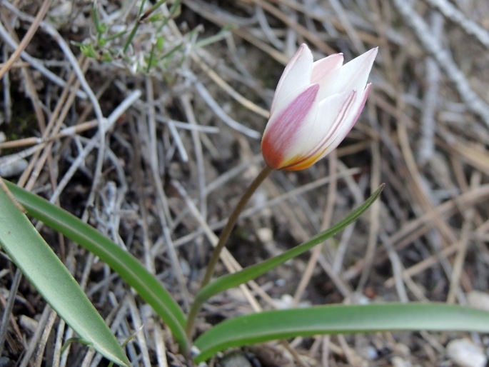 Tulipa cretica