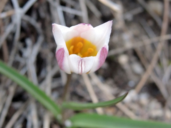 Tulipa cretica