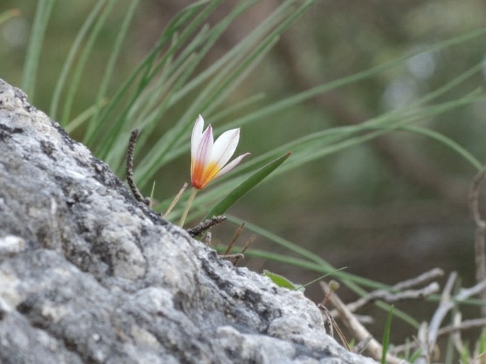 Tulipa cretica