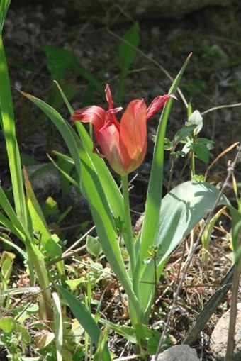 Tulipa agenensis