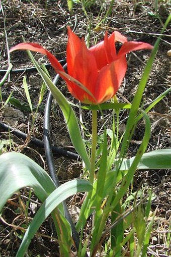 Tulipa agenensis