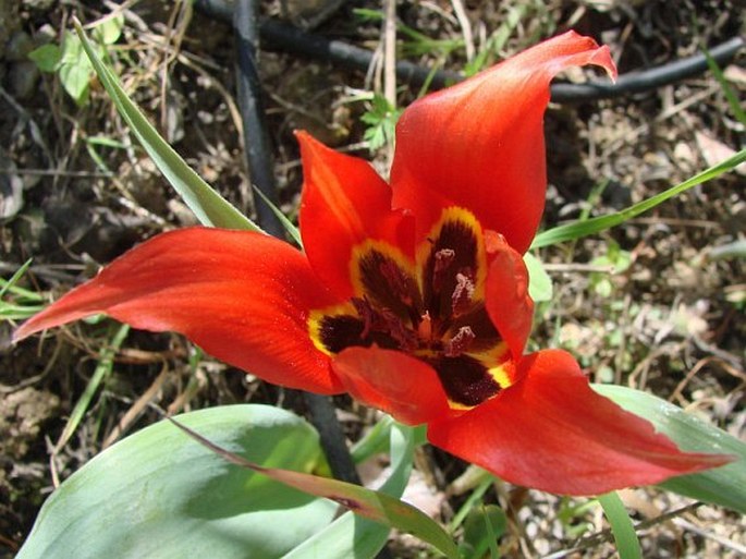 TULIPA AGENENSIS DC. – tulipán