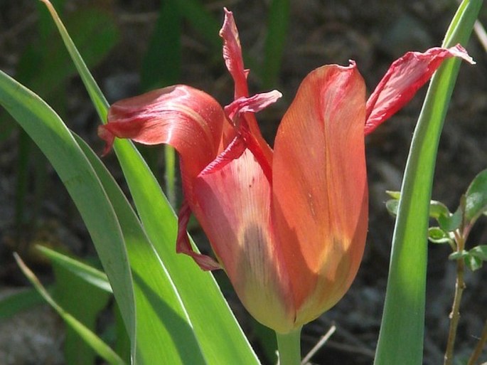 Tulipa agenensis