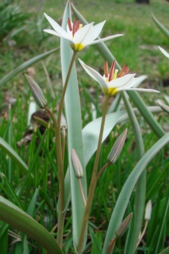 Tulipa bifloriformis