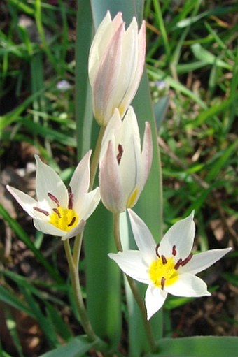 Tulipa bifloriformis