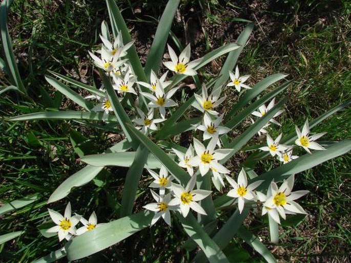 Tulipa bifloriformis