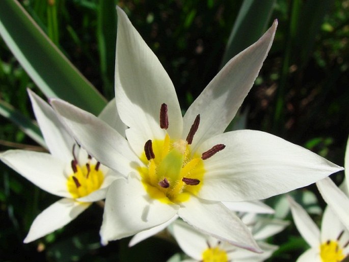 Tulipa bifloriformis