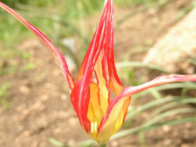 Tulipa acuminata