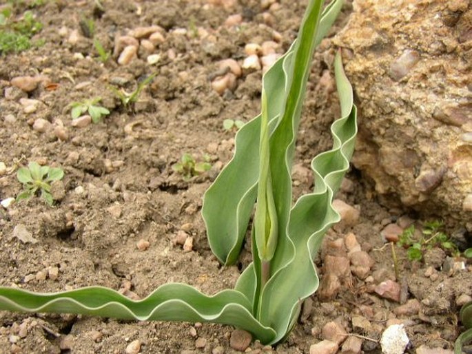 Tulipa acuminata