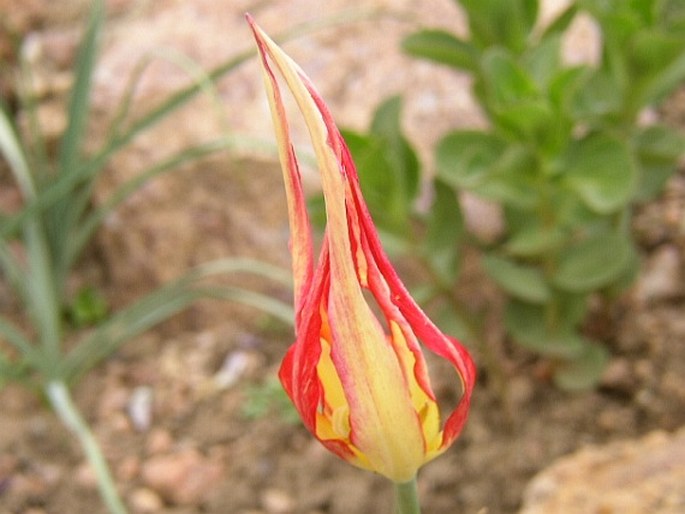 Tulipa acuminata