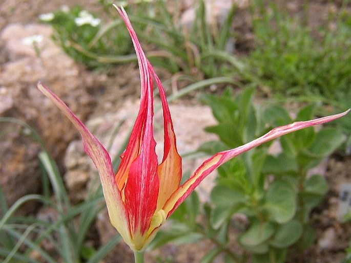 TULIPA ACUMINATA Vahl ex Hornem.