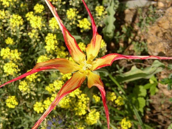 Tulipa acuminata