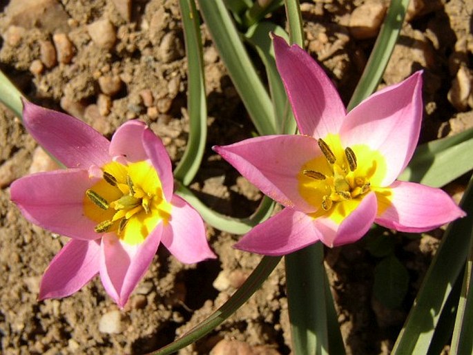 TULIPA HUMILIS Herb. – tulipán