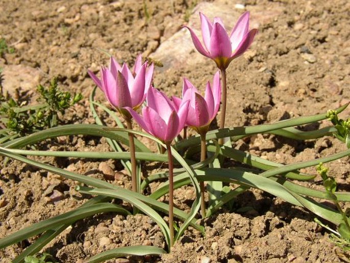 Tulipa humilis