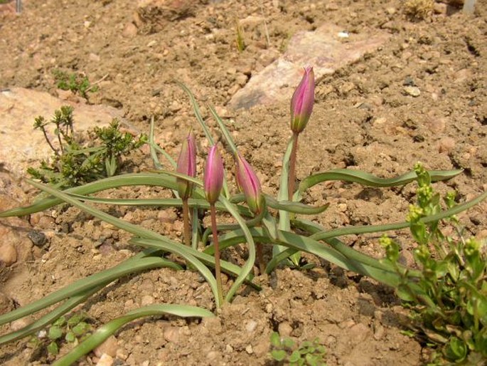 Tulipa humilis