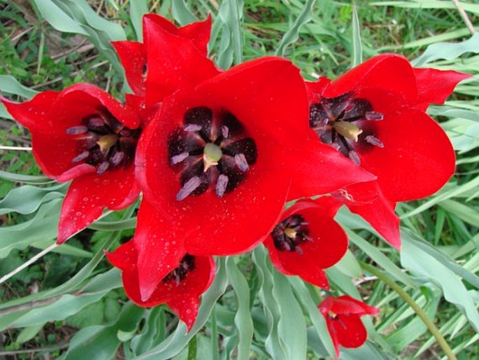 TULIPA STAPFII Turrill