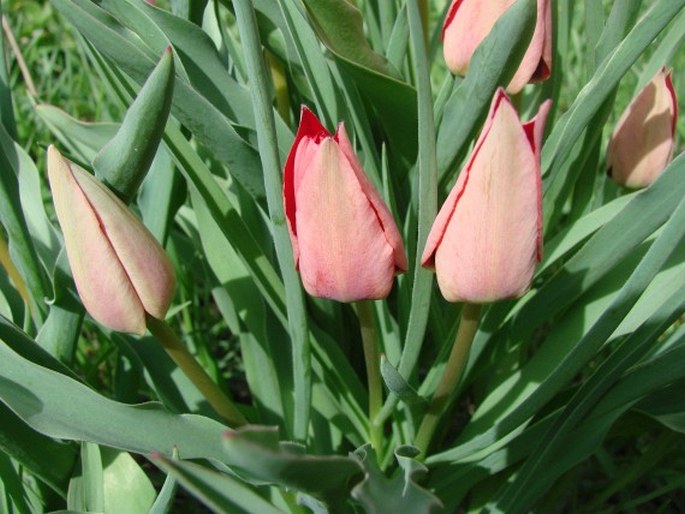 Tulipa stapfii