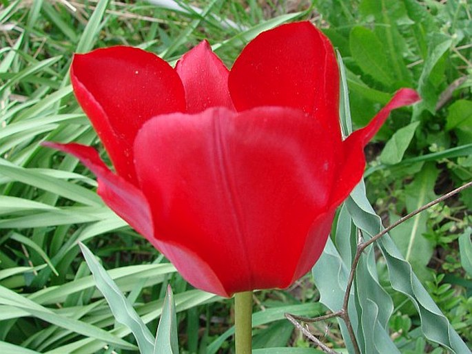 Tulipa stapfii