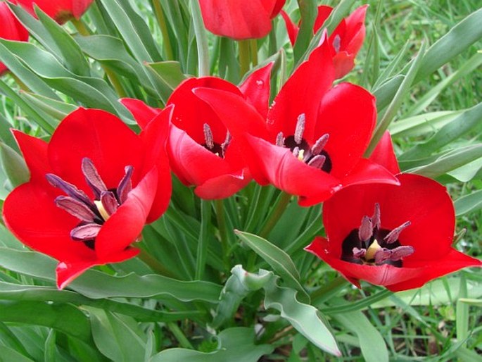 Tulipa stapfii